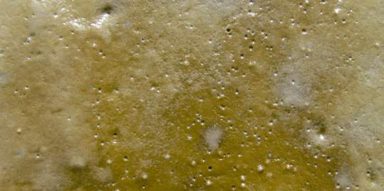 Biofilm sur vasePortAuray